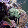NorthCoast - Reef Tank October 2002 : My reef tank - Pictures taken October 2002